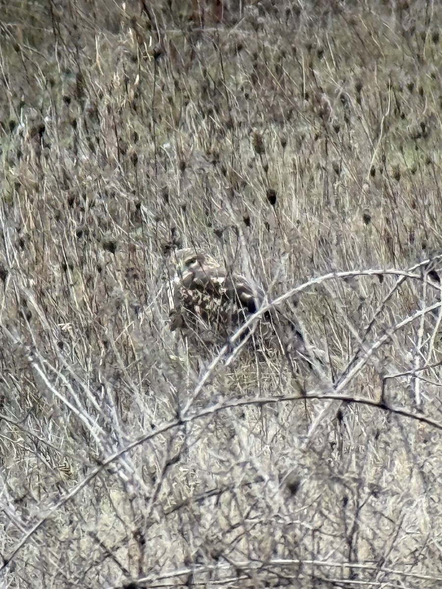 Northern Harrier - ML646731716