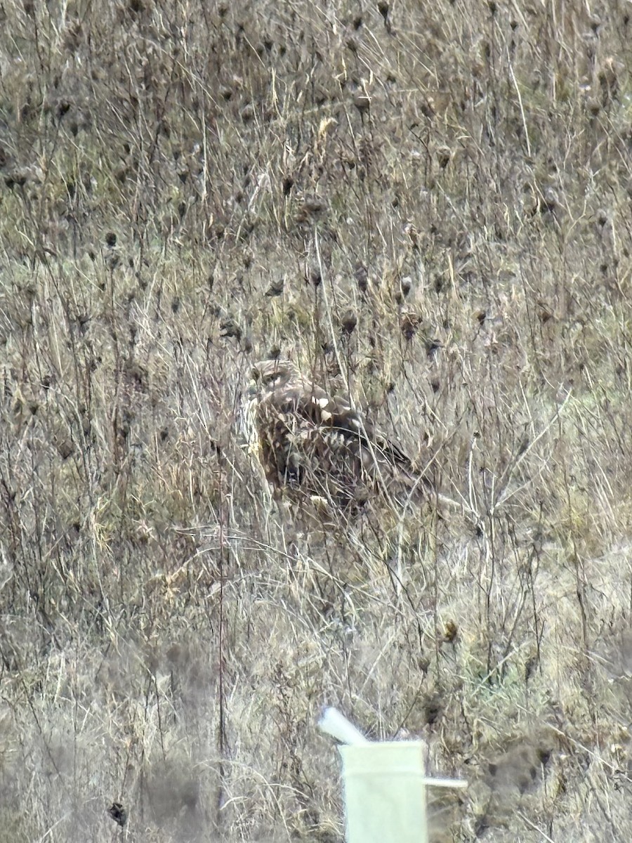 Northern Harrier - ML646731717