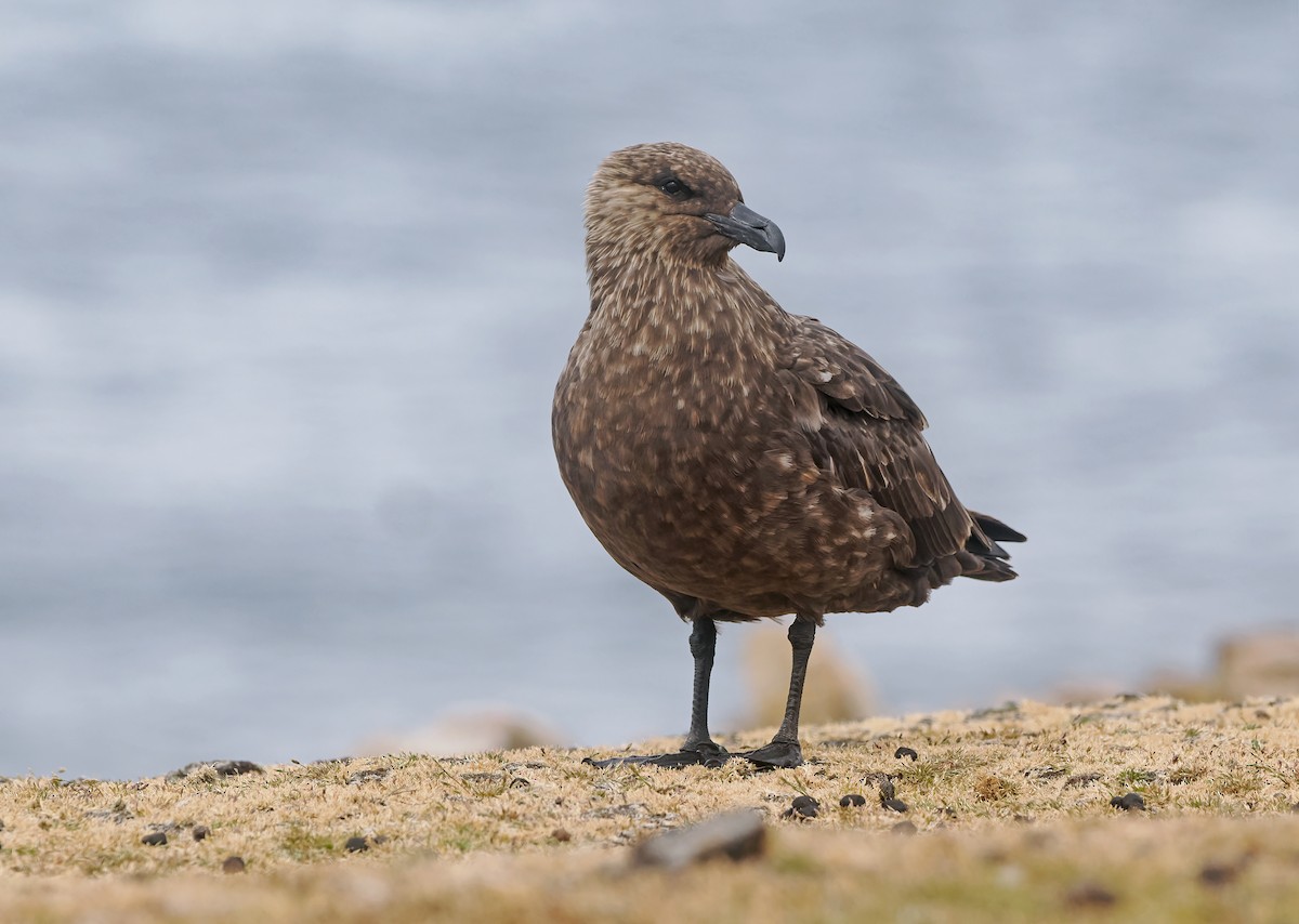 Labbe antarctique (antarcticus) - ML646731718