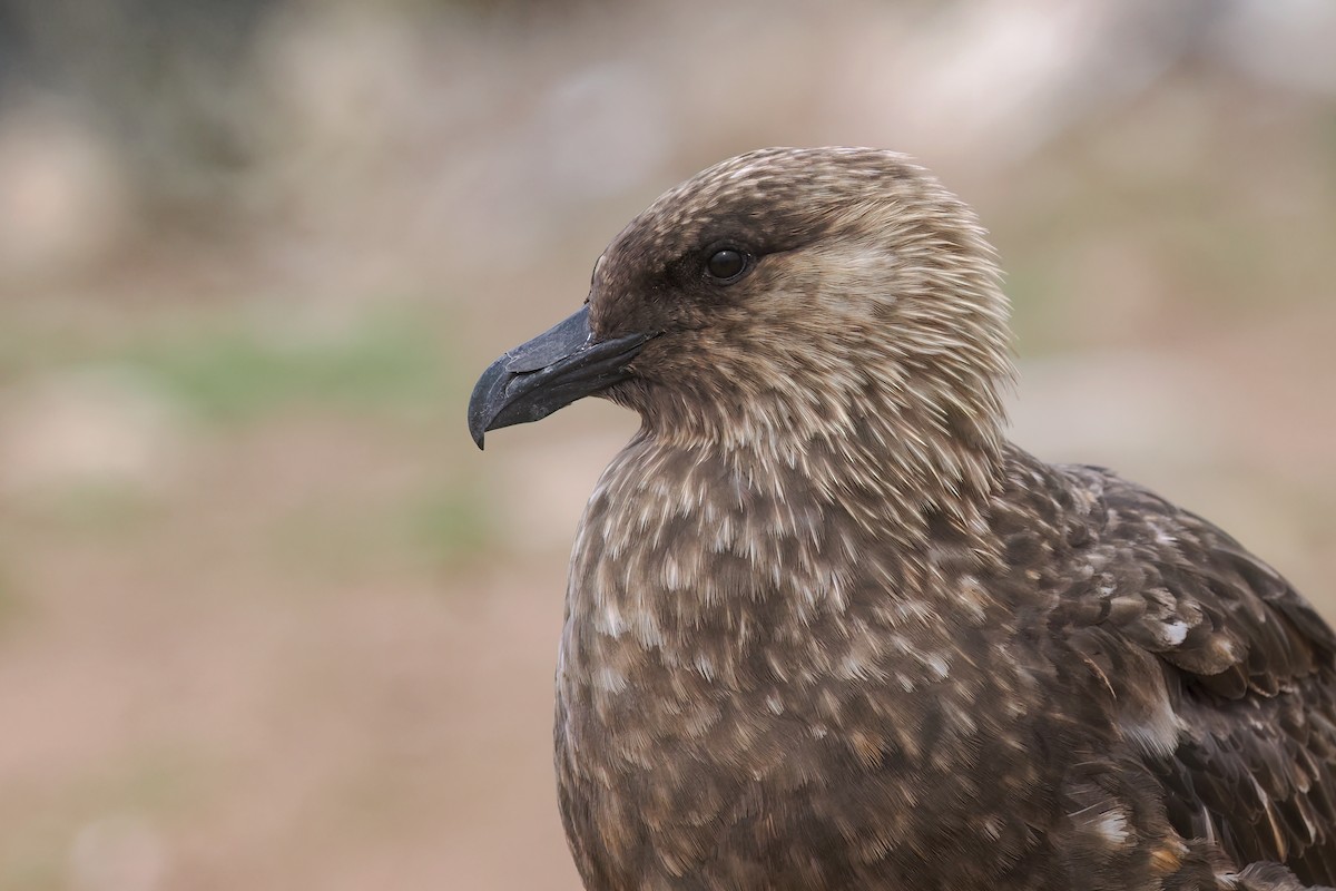 Labbe antarctique (antarcticus) - ML646731719