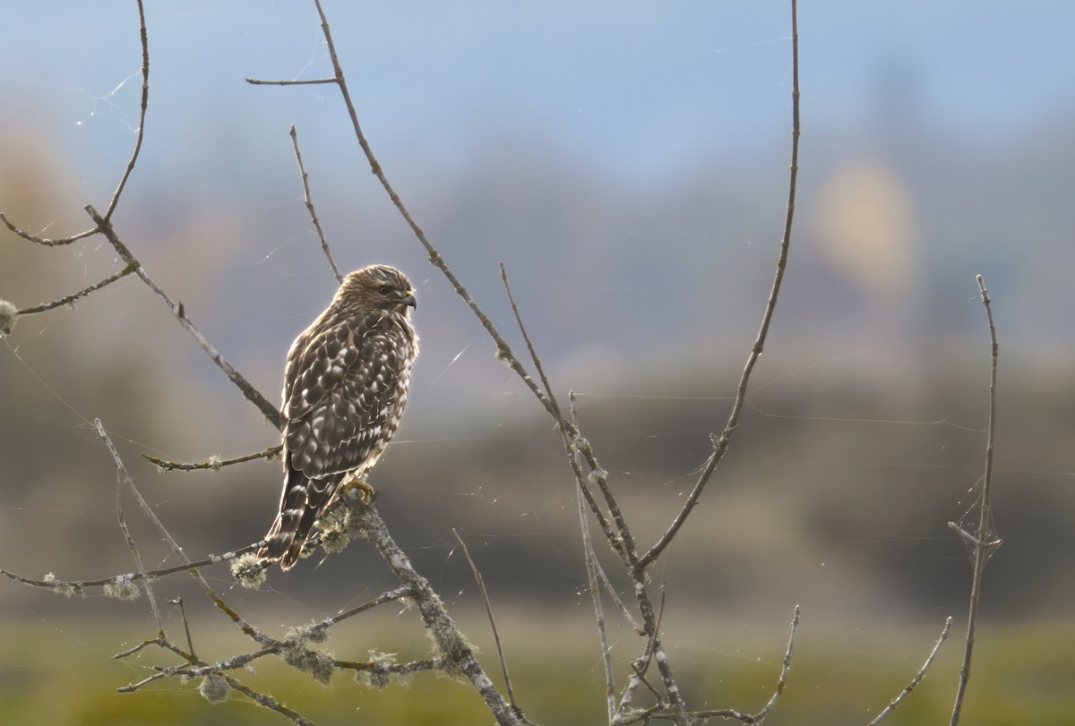 Red-shouldered Hawk - ML646731720