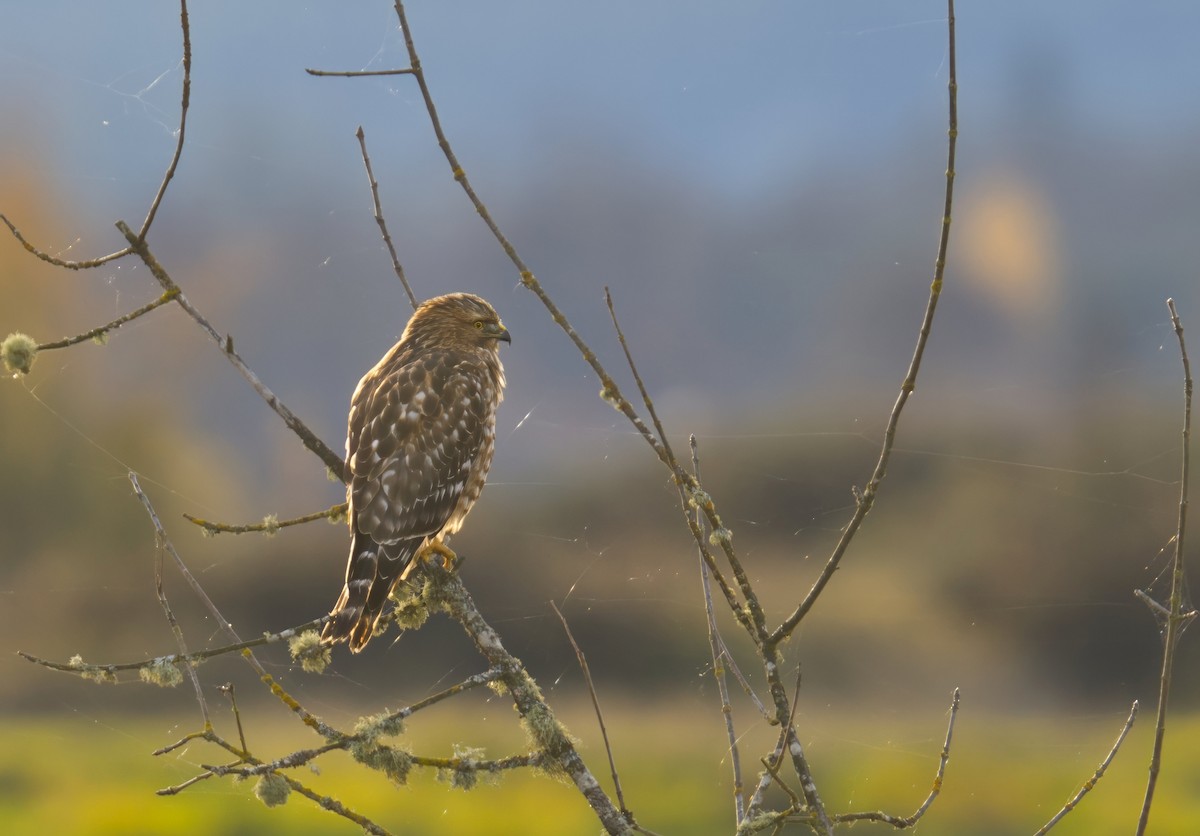 Red-shouldered Hawk - ML646731721