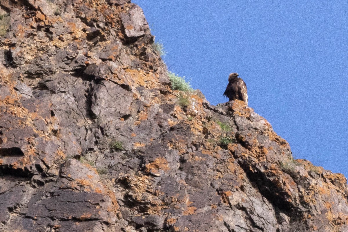 Golden Eagle - ML646731722