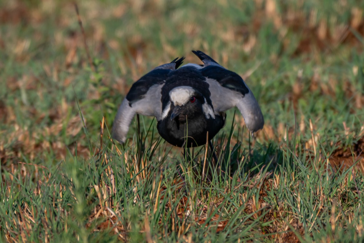Blacksmith Lapwing - ML646731723