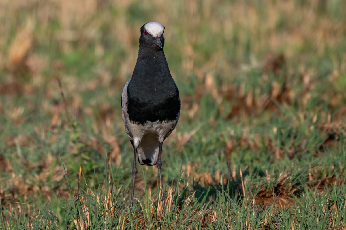 Blacksmith Lapwing - ML646731724