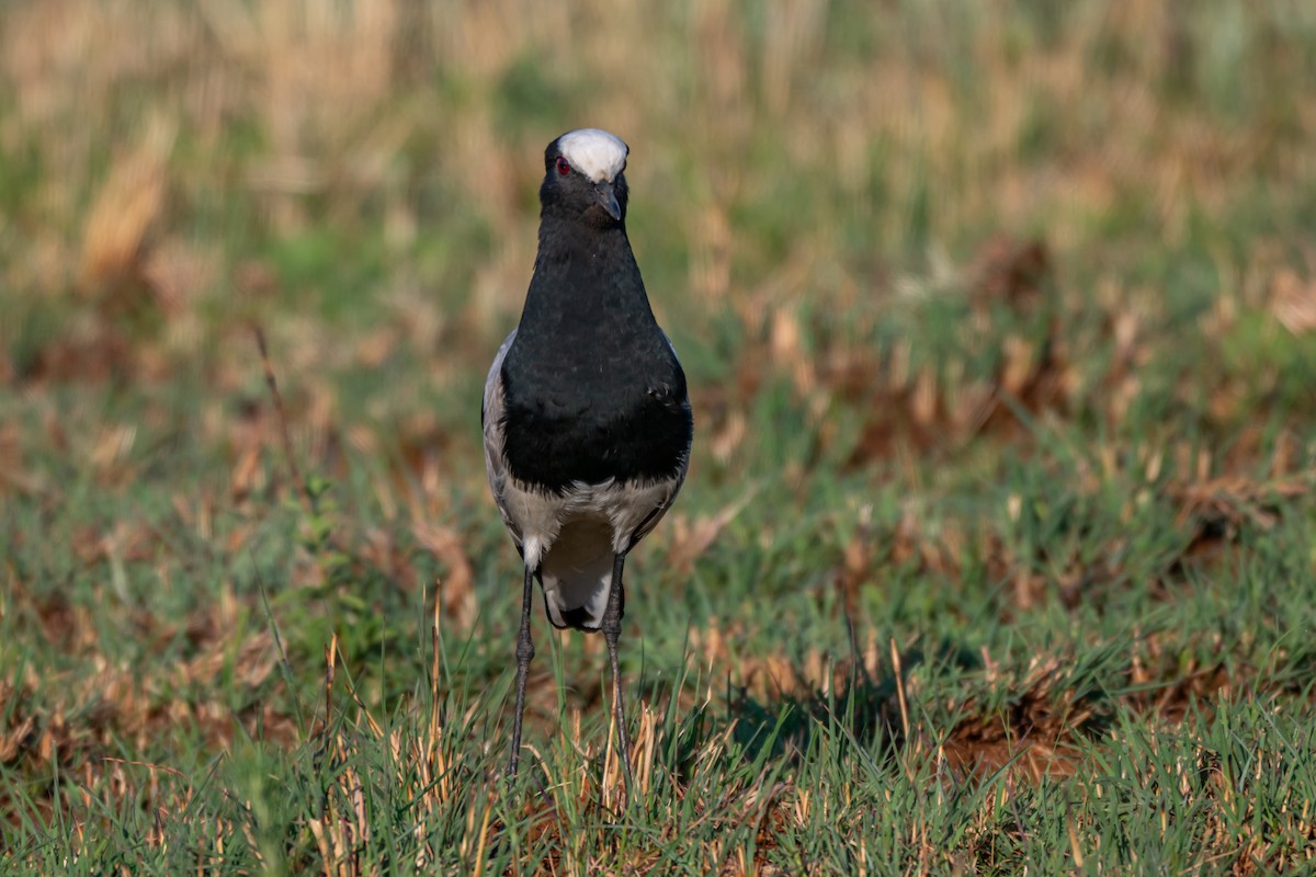 Blacksmith Lapwing - ML646731725