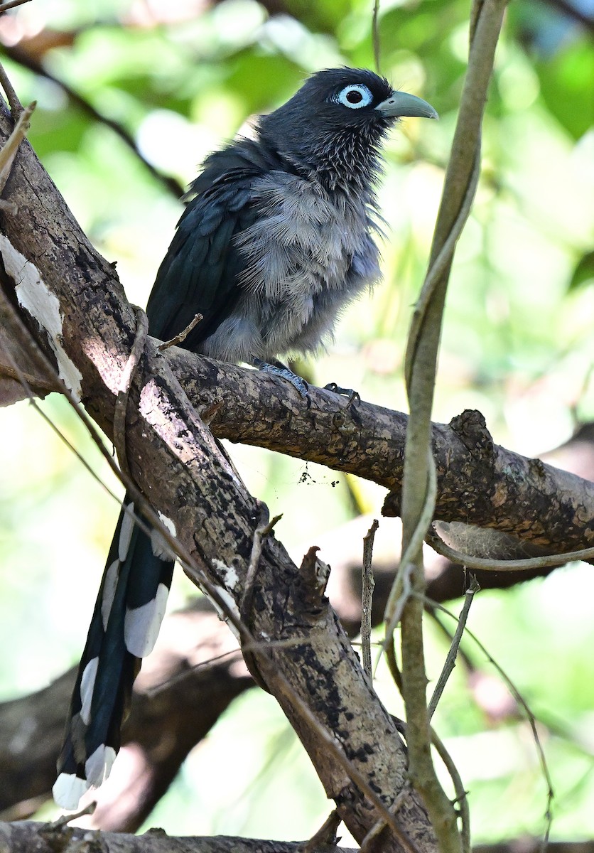 Синеглазая малкоа - ML646731726