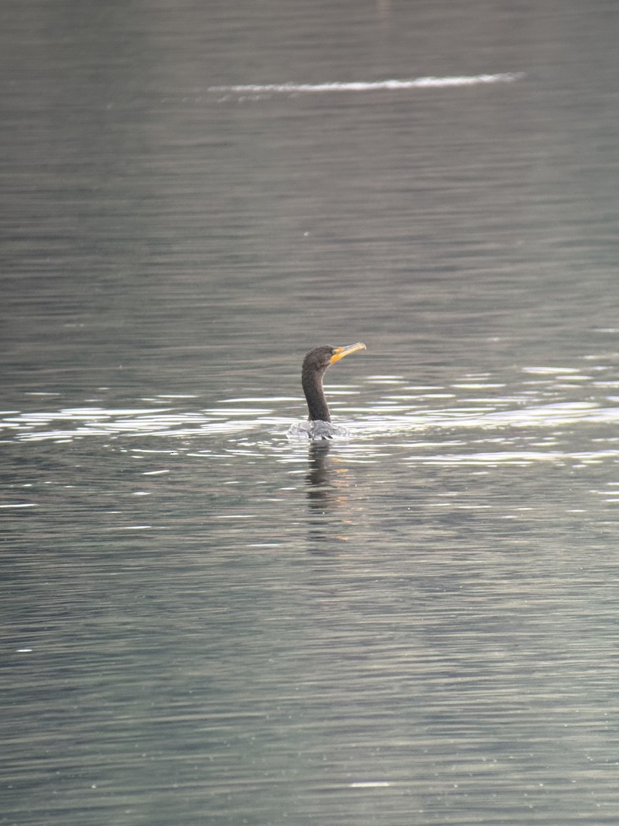 Double-crested Cormorant - ML646731727