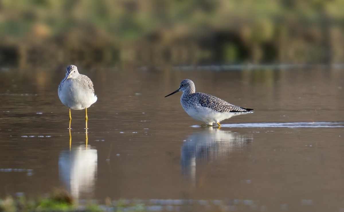 Greater Yellowlegs - ML646731728