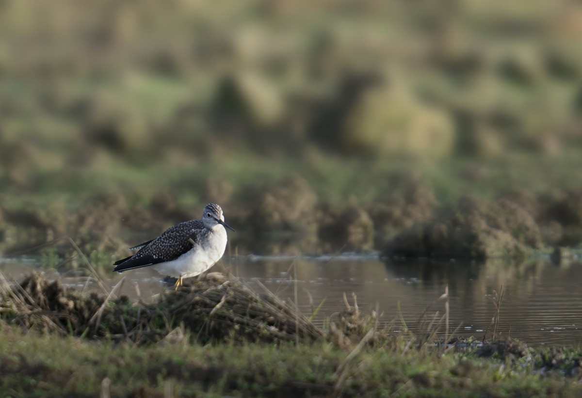 Greater Yellowlegs - ML646731729