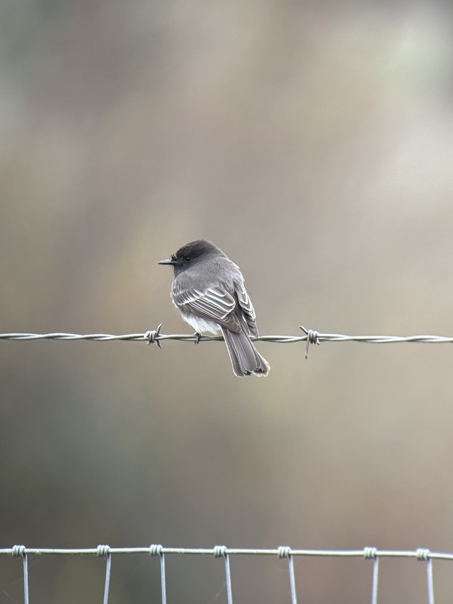 Black Phoebe - ML646731730