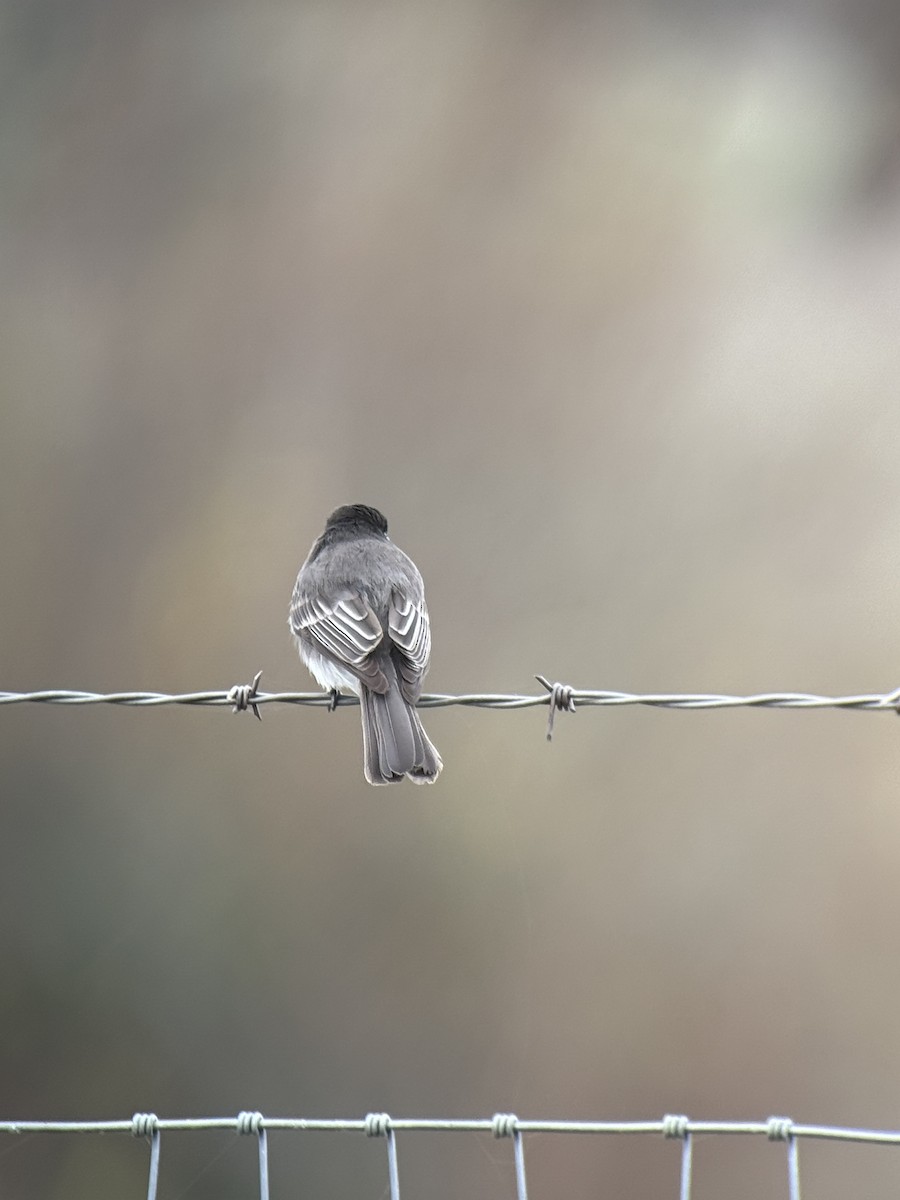 Black Phoebe - ML646731731