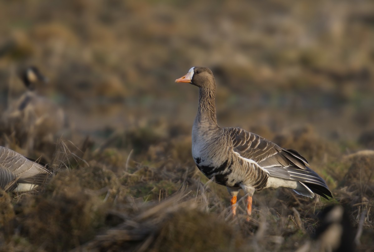 Greater White-fronted Goose - ML646731732
