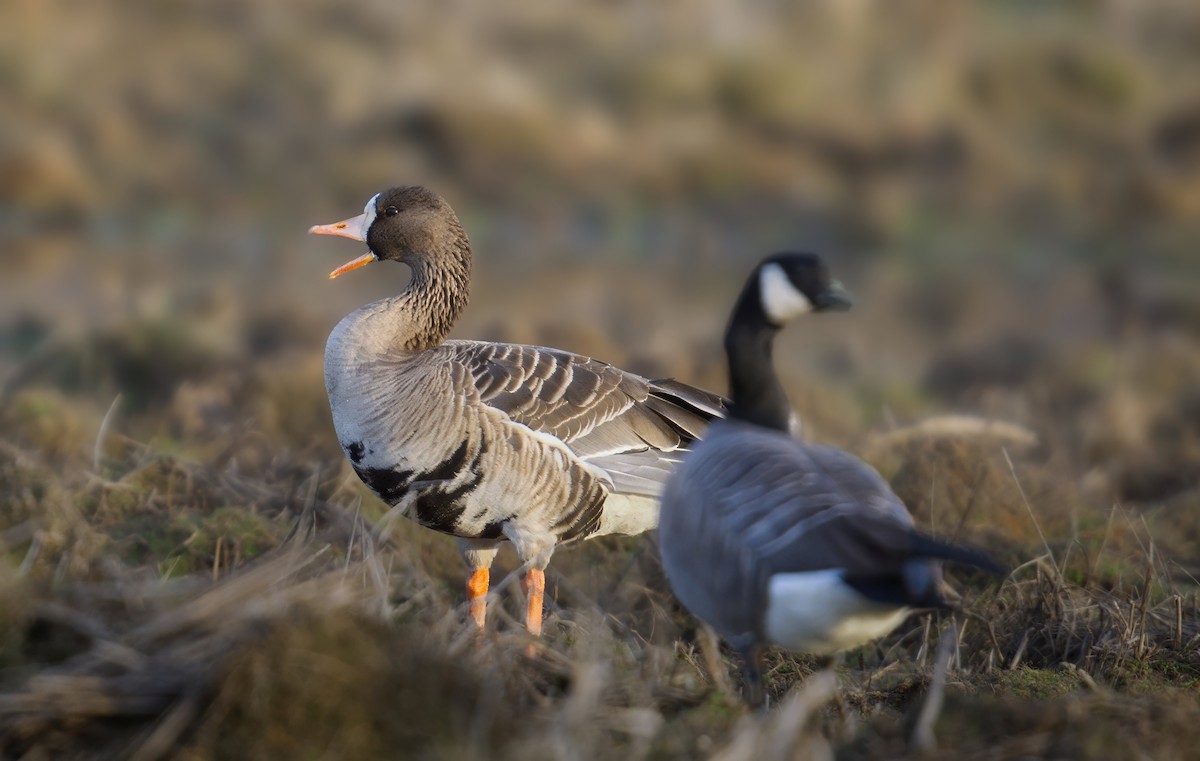 Greater White-fronted Goose - ML646731733