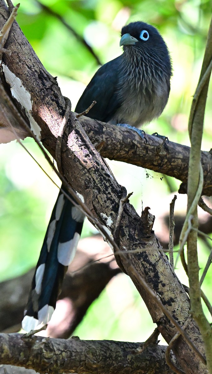 Синеглазая малкоа - ML646731734