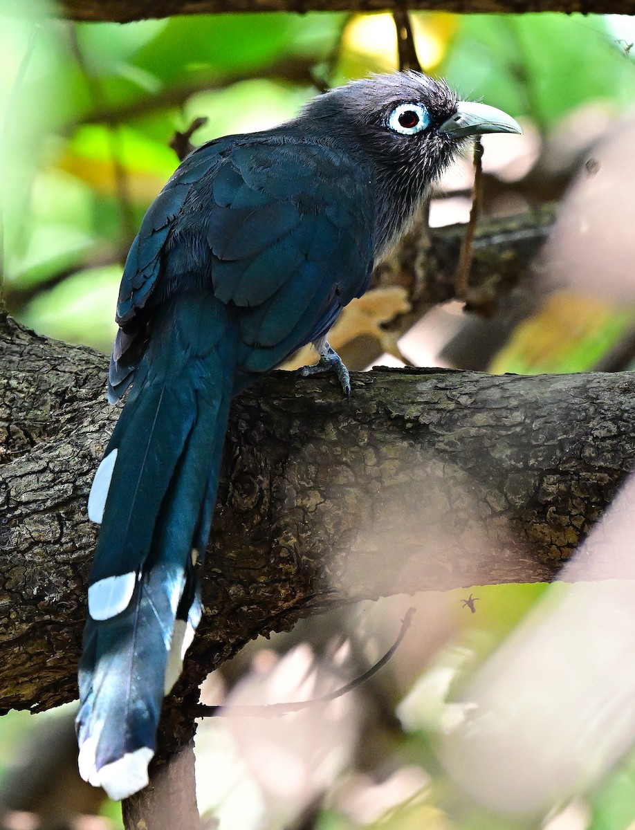 Синеглазая малкоа - ML646731735