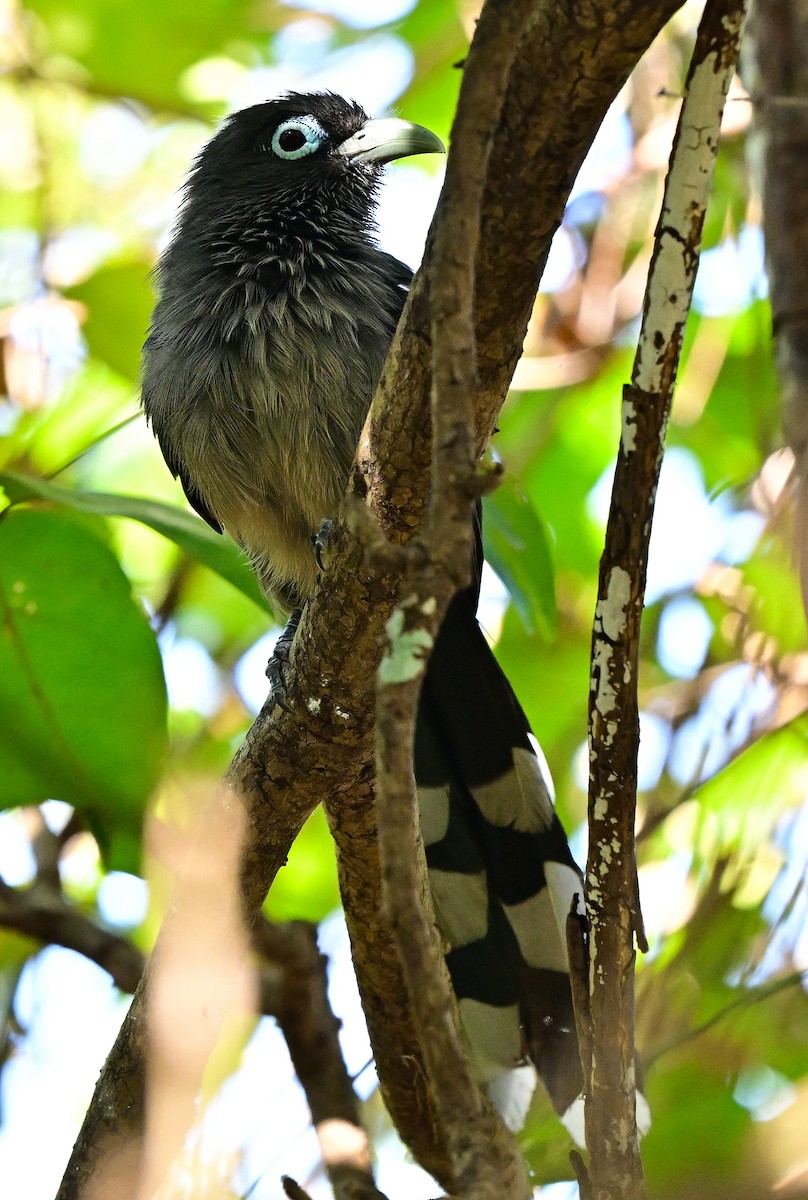 Синеглазая малкоа - ML646731738