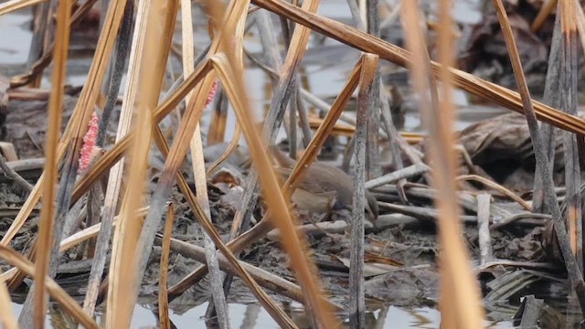 Bluethroat (Red-spotted) - ML646731739