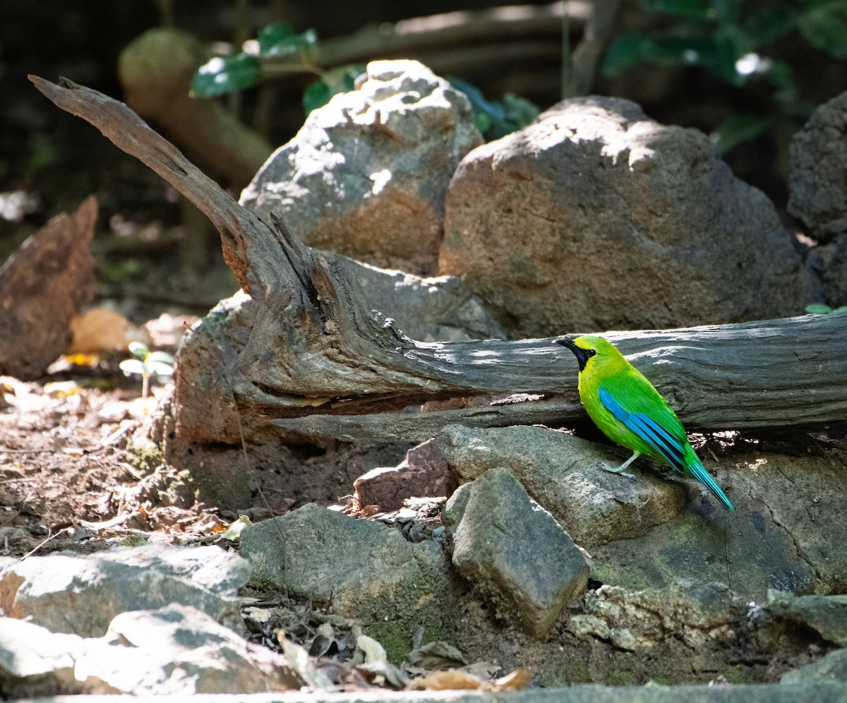 Blue-winged Leafbird - ML646731740