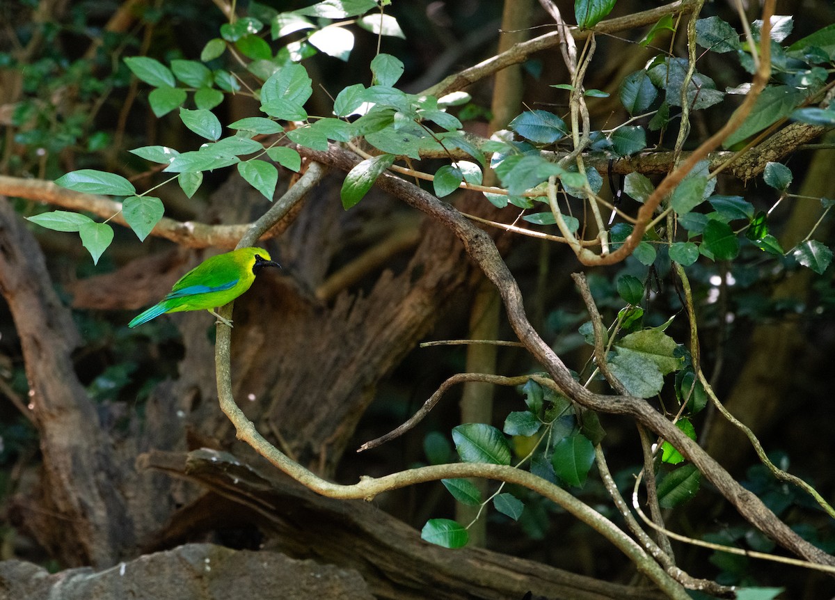 Blue-winged Leafbird - ML646731741