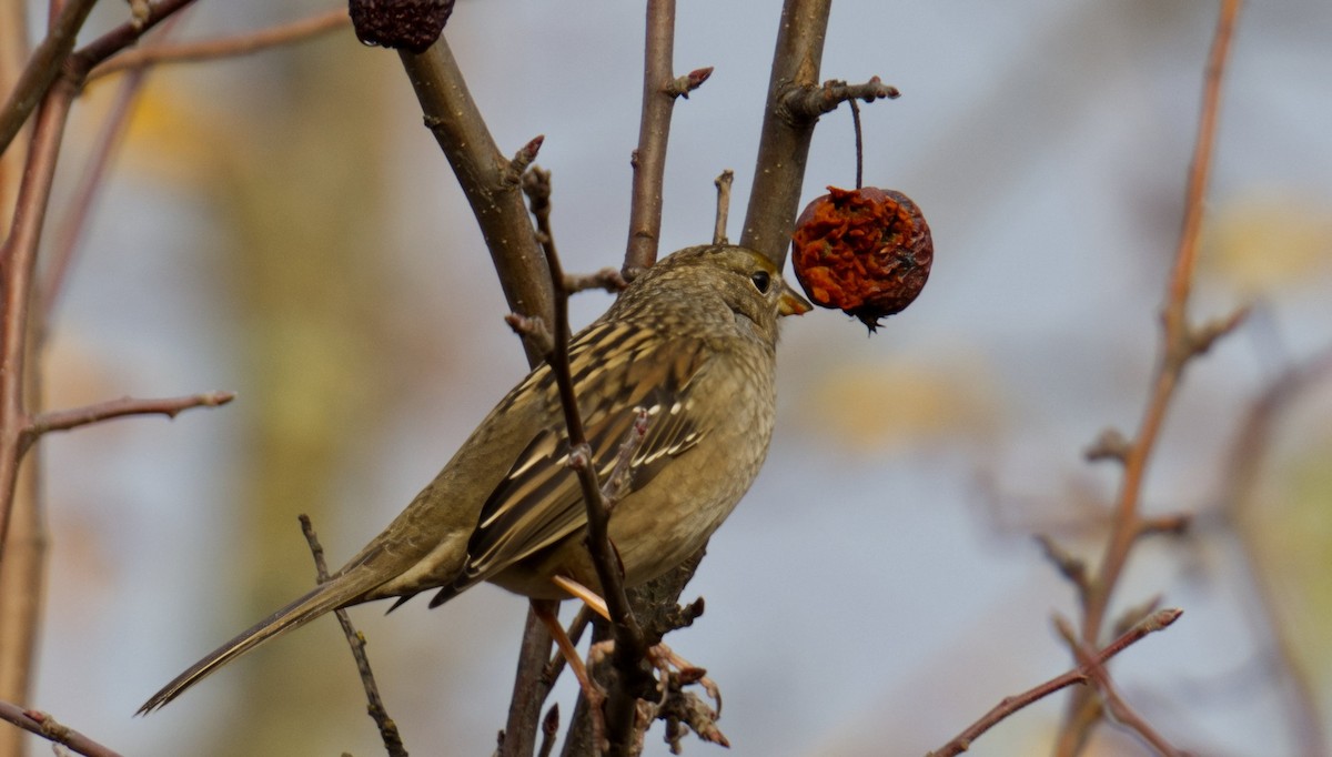 Golden-crowned Sparrow - ML646731742