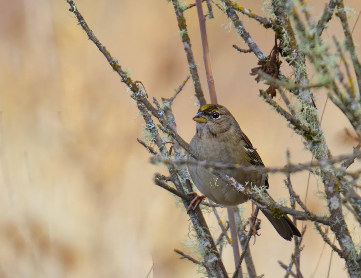 Golden-crowned Sparrow - ML646731743
