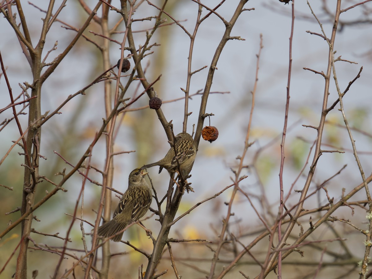 Golden-crowned Sparrow - ML646731744