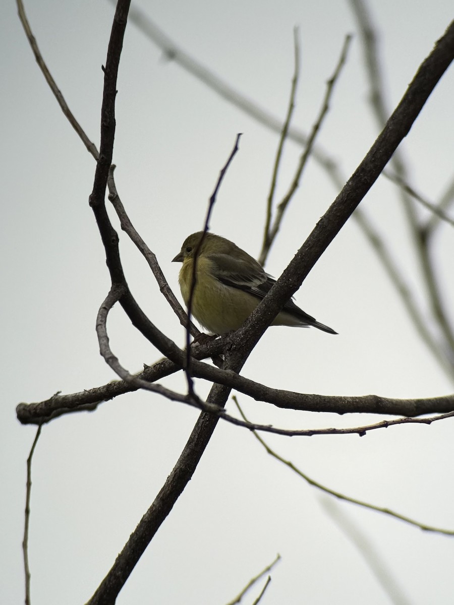 Lesser Goldfinch - ML646731745