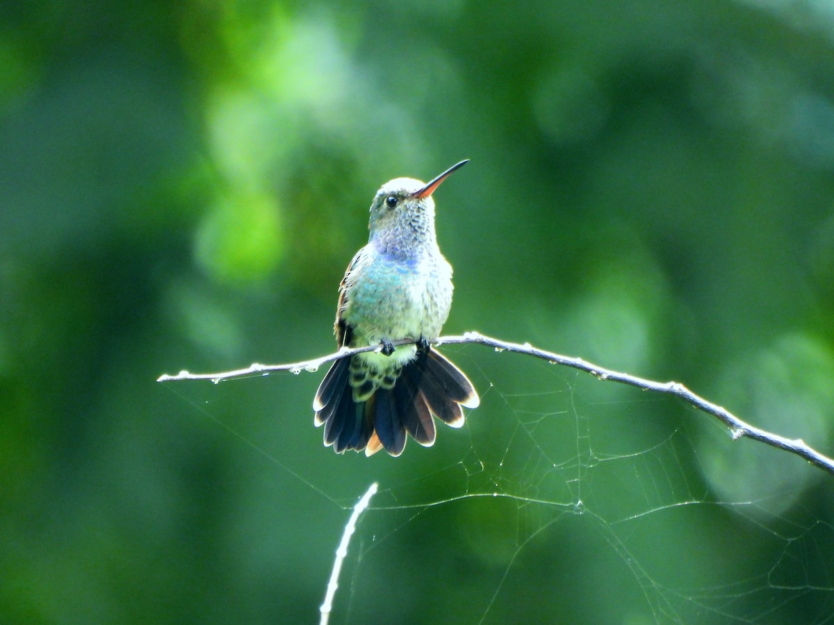 シロスジエメラルドハチドリ - ML646731746