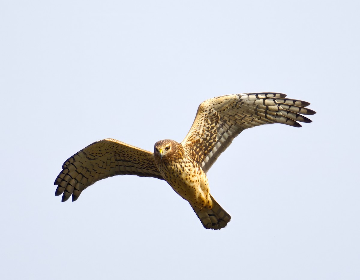 Northern Harrier - ML646731747