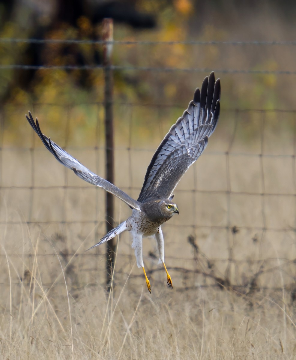 Northern Harrier - ML646731748