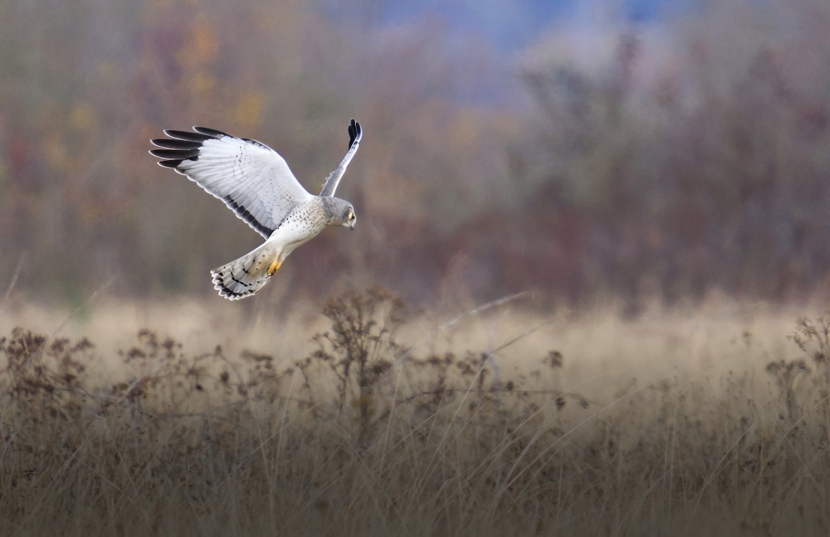 Northern Harrier - ML646731749