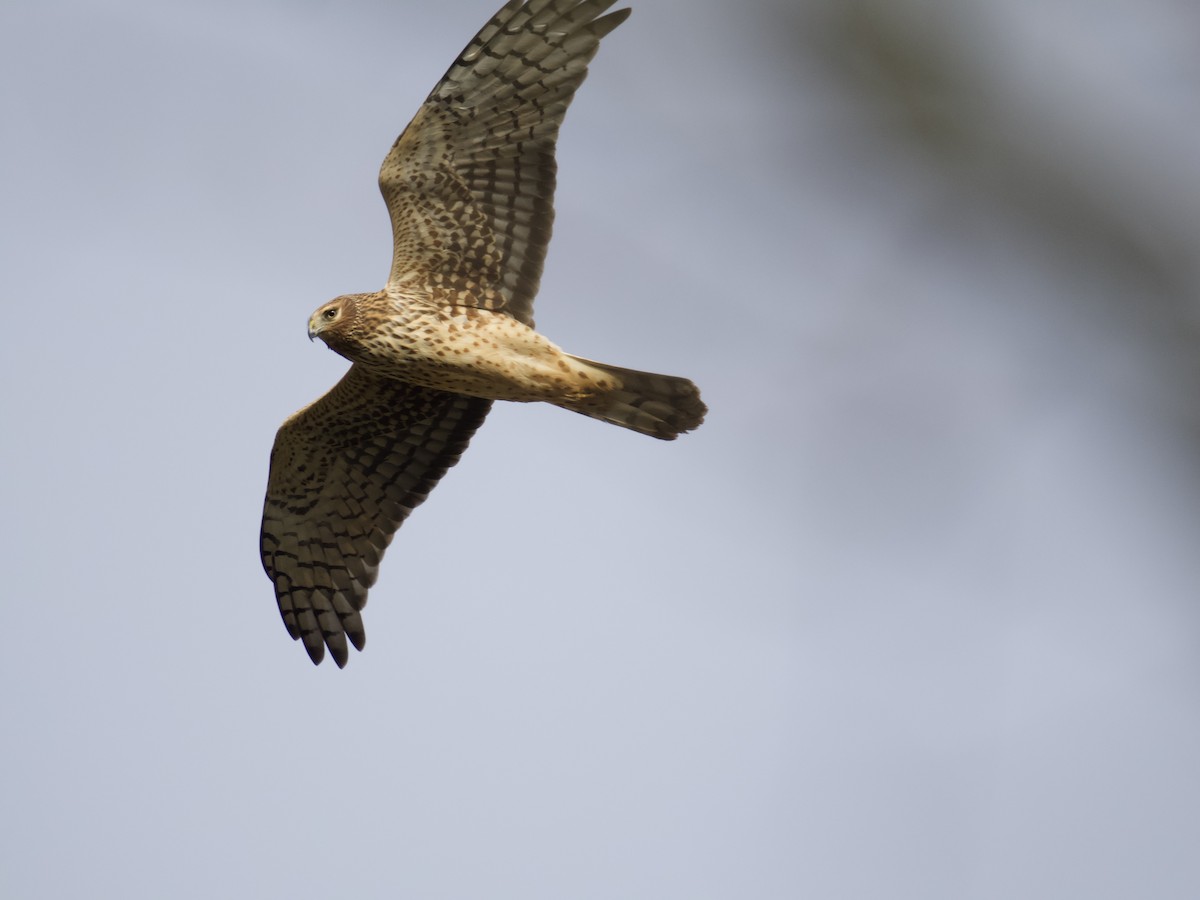 Northern Harrier - ML646731751