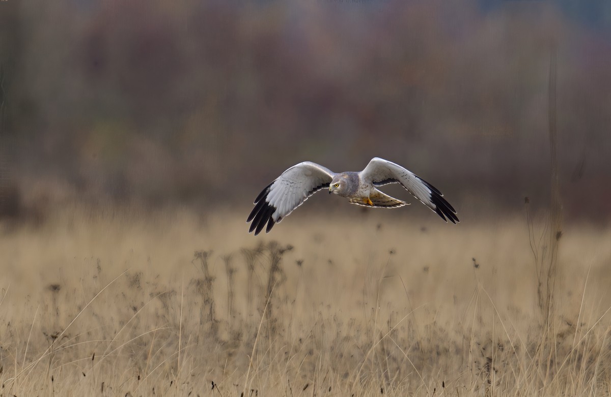 Northern Harrier - ML646731752