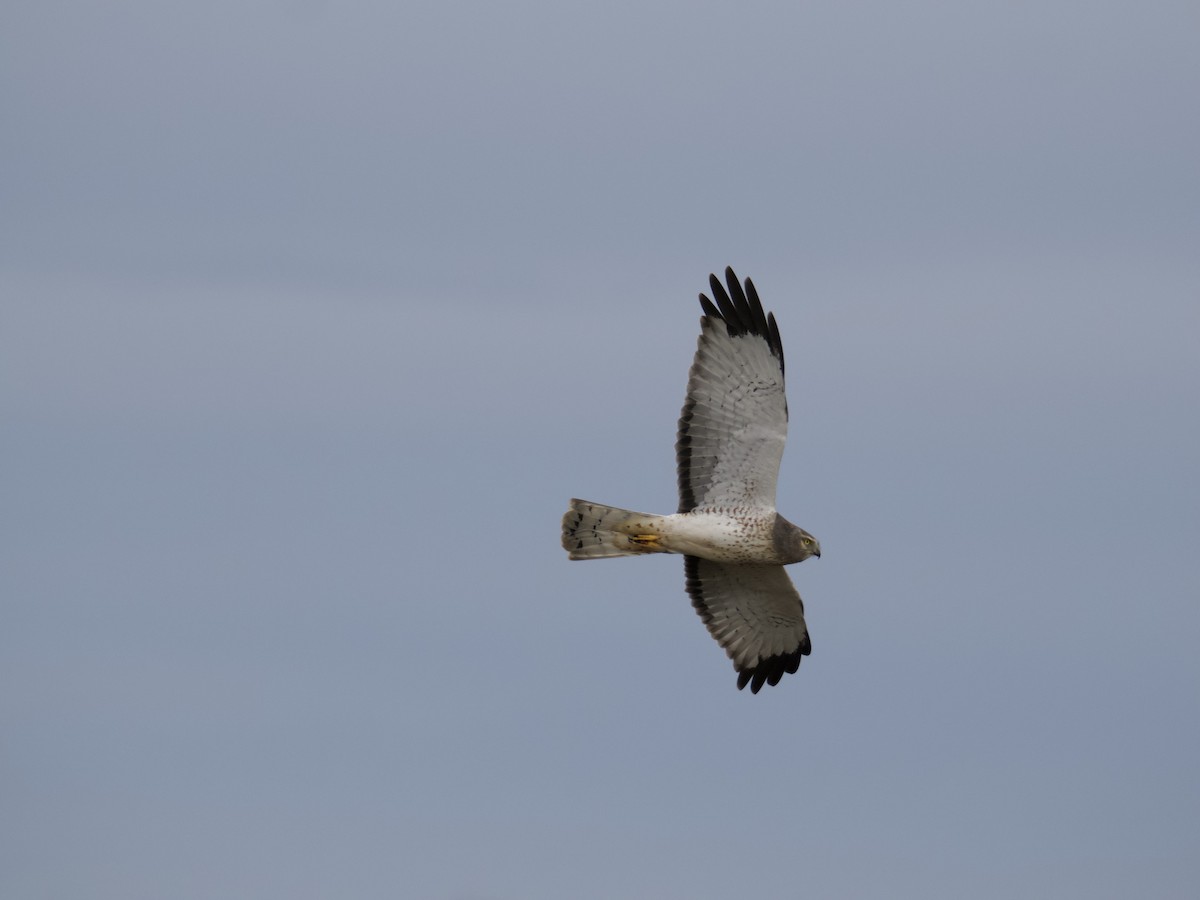 Northern Harrier - ML646731753