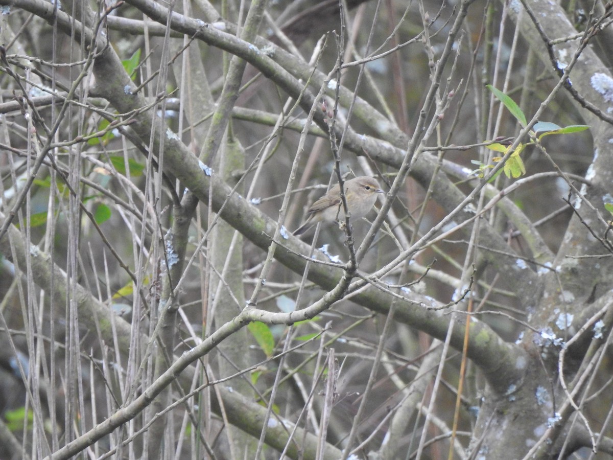 Common Chiffchaff - ML646731754