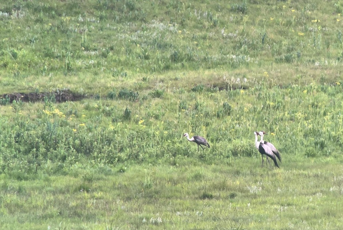 Wattled Crane - ML646731755