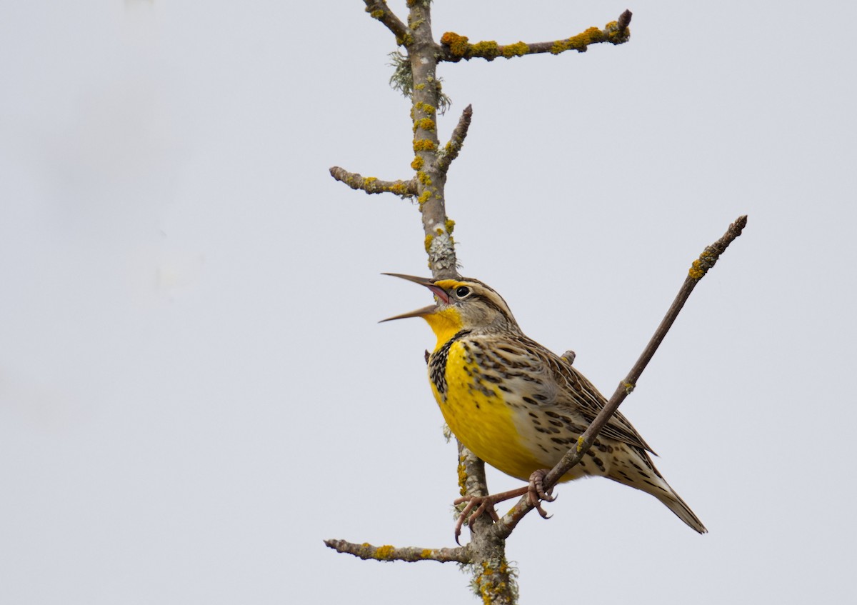 Western Meadowlark - ML646731756