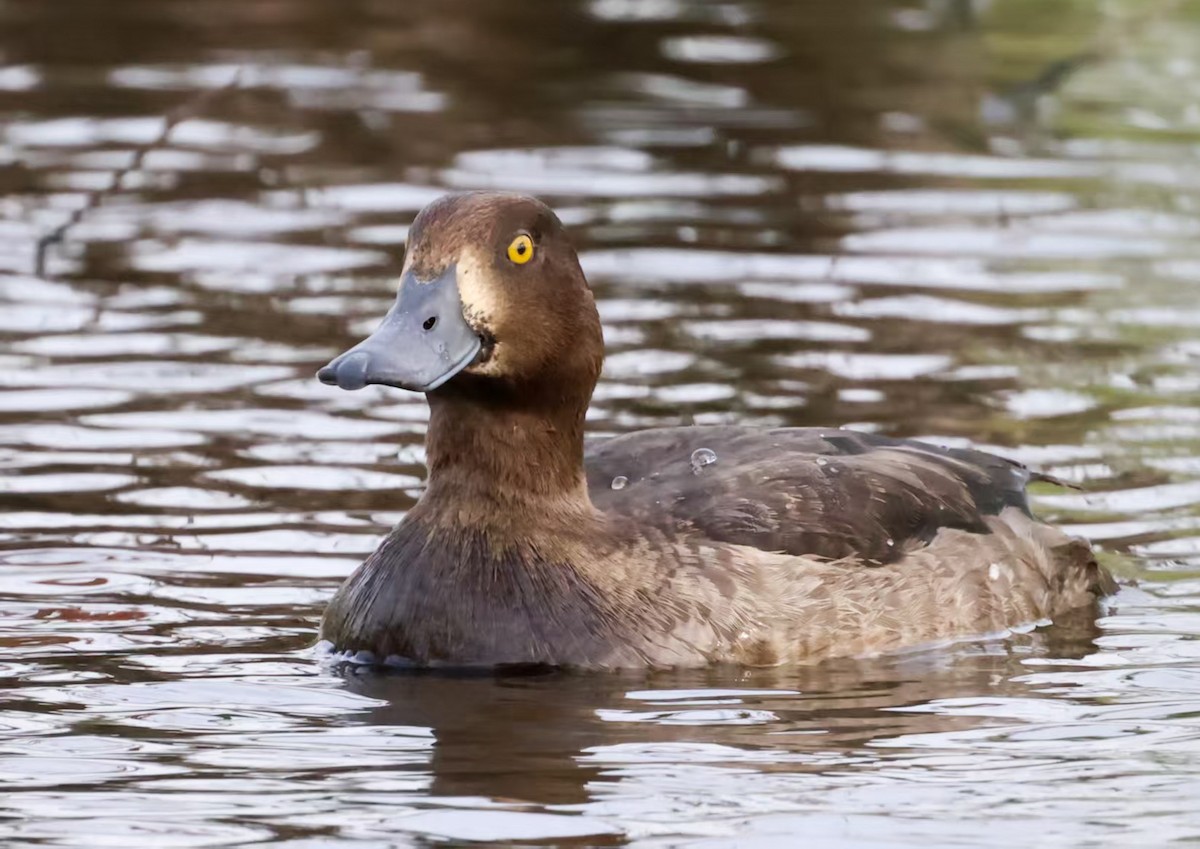 Морская чернеть - ML646731758