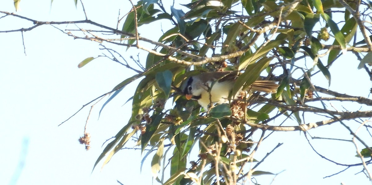 Gray-headed Parrotbill - ML646731759