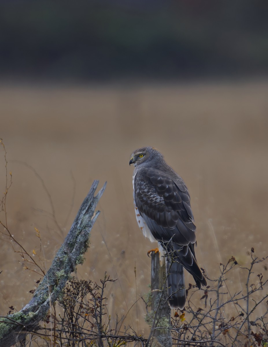 Aguilucho de Hudson - ML646731760