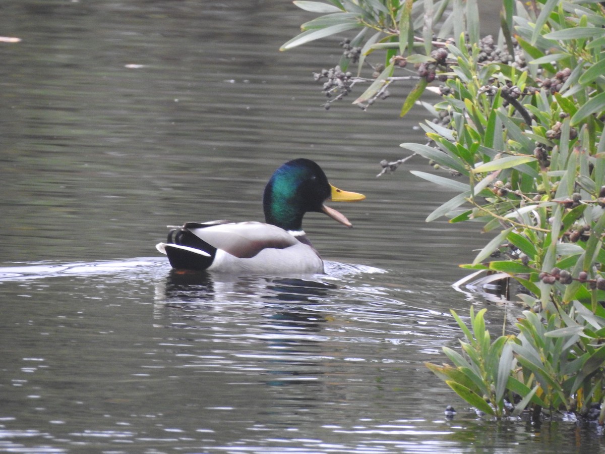 Ánade Azulón - ML646731761