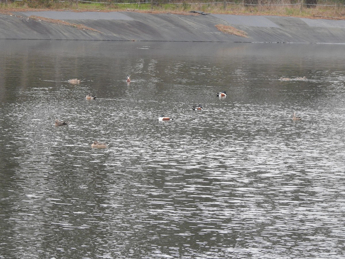 Cuchara Común - ML646731762