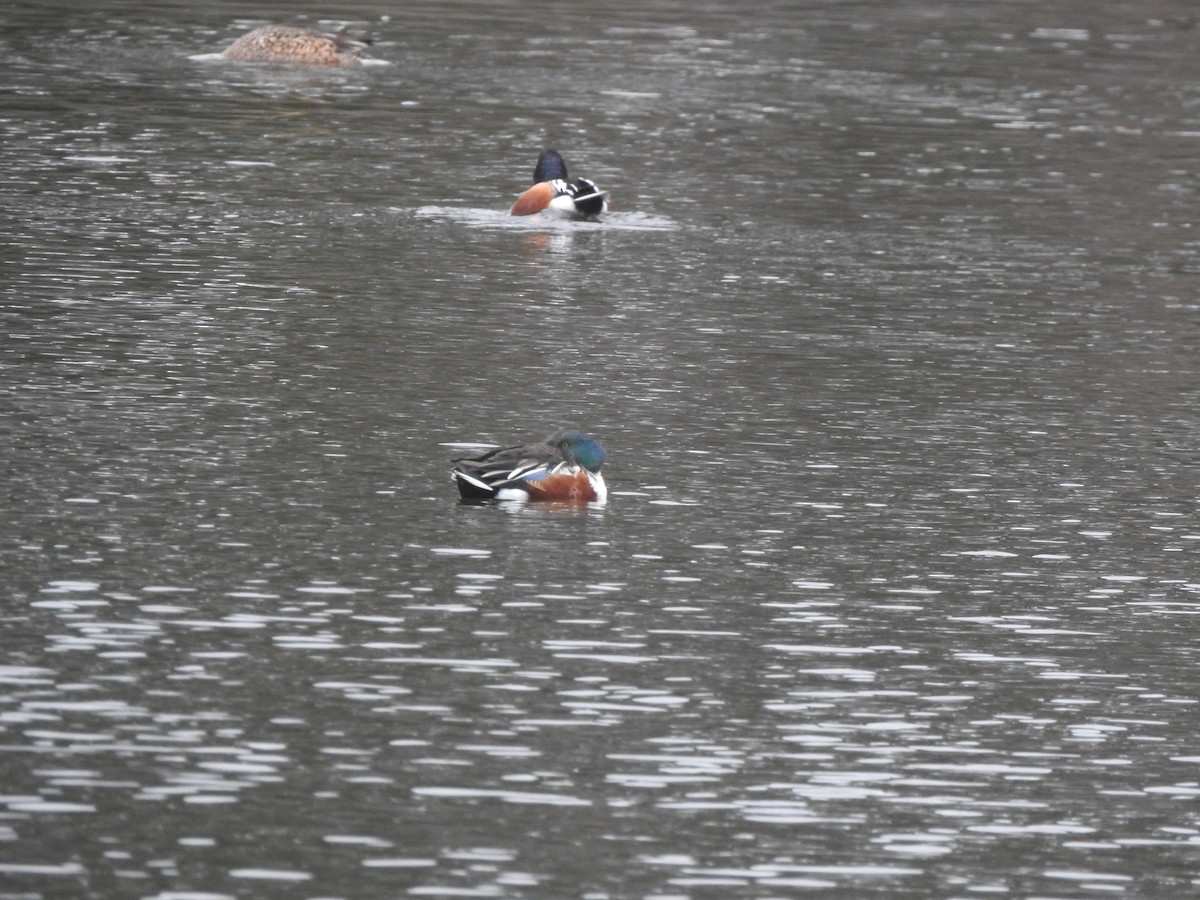 Cuchara Común - ML646731763