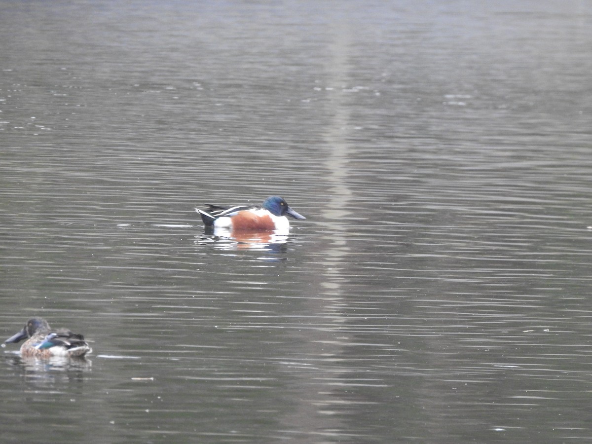 Cuchara Común - ML646731765