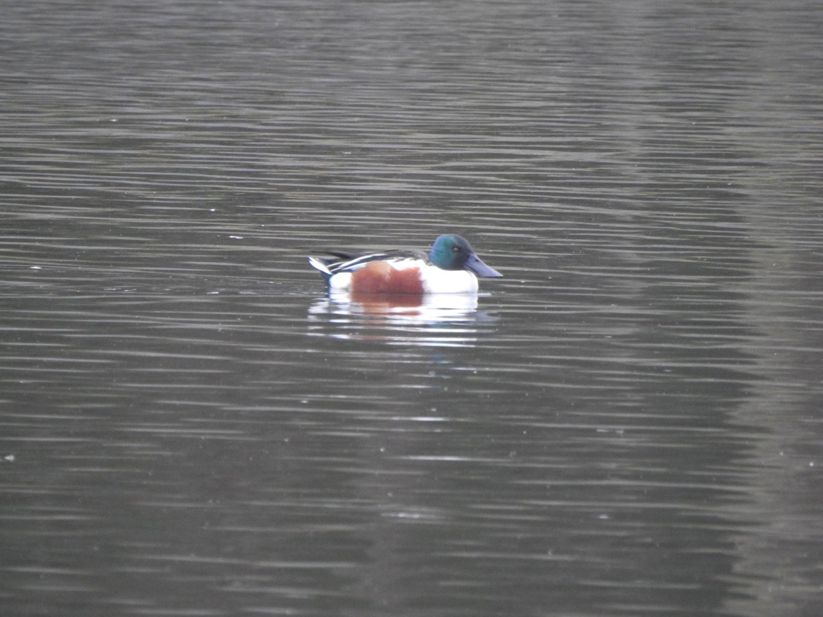 Cuchara Común - ML646731766