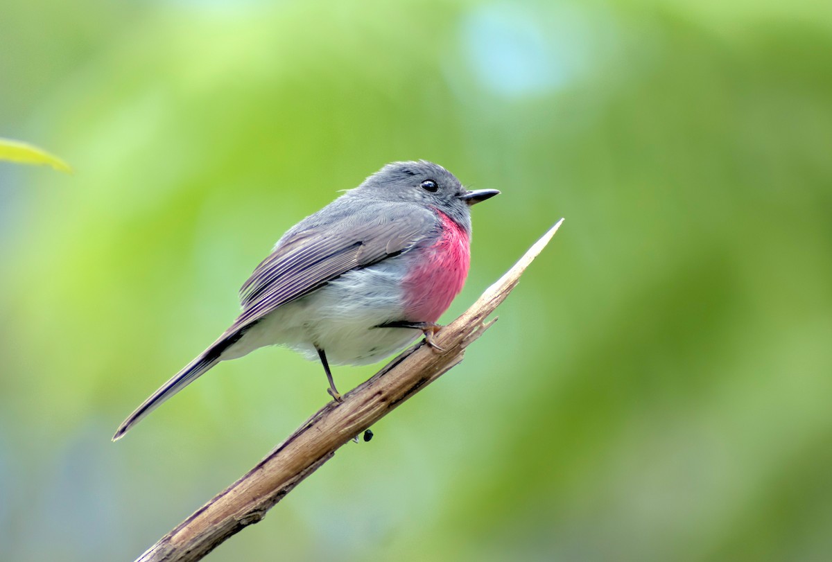 Petroica Rosada - ML646731767