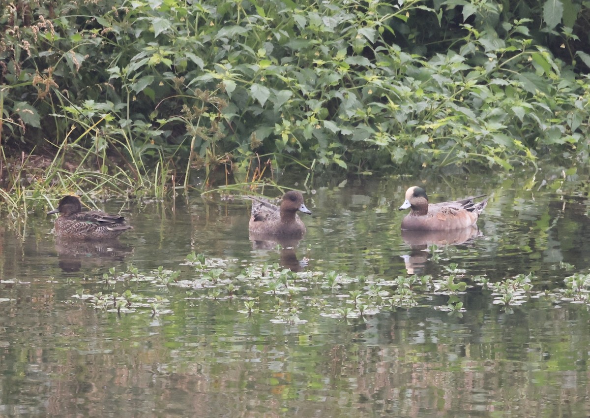 Silbón Americano - ML646731770