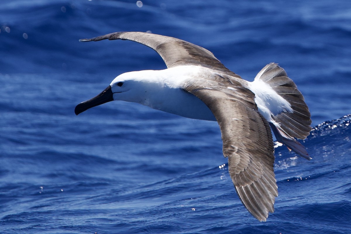 Albatros Picofino Pacífico - ML646731773
