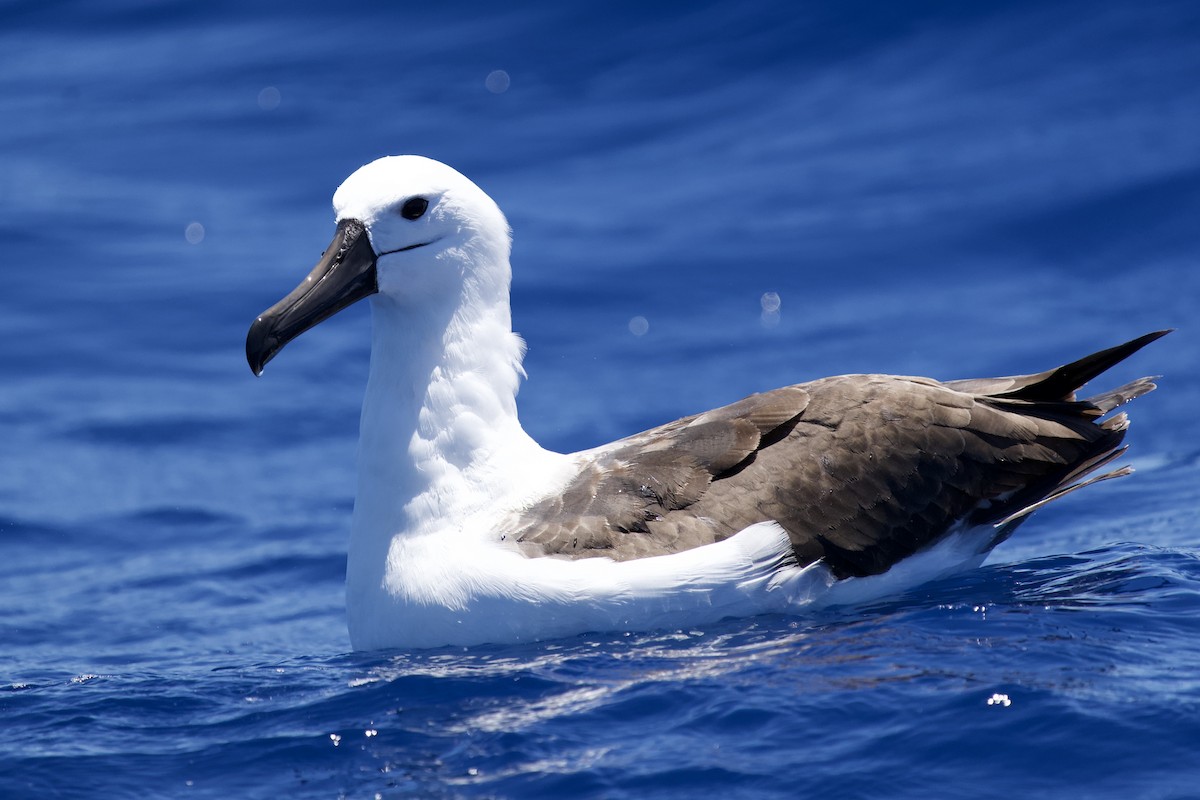Albatros Picofino Pacífico - ML646731774